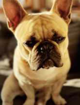 Image of missing dog