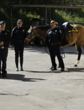 Image of new police horses being sworn in during ceremony