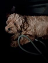 Image of stolen dog recovered by officers